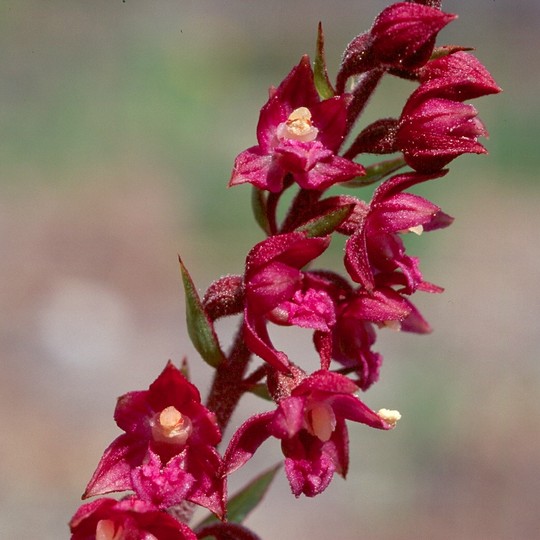 Epipactis atrorubens