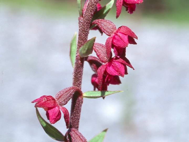 Epipactis atrorubens