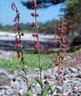 Epipactis atrorubens