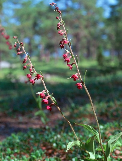 Epipactis atrorubens