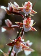 Epipactis palustris