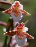 Epipactis palustris