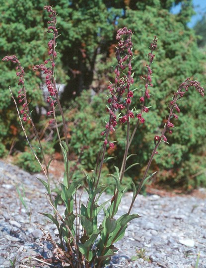 Epipactis atrorubens