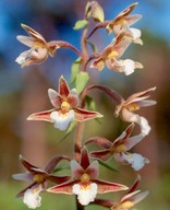 Epipactis palustris