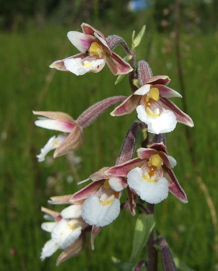 Epipactis palustris