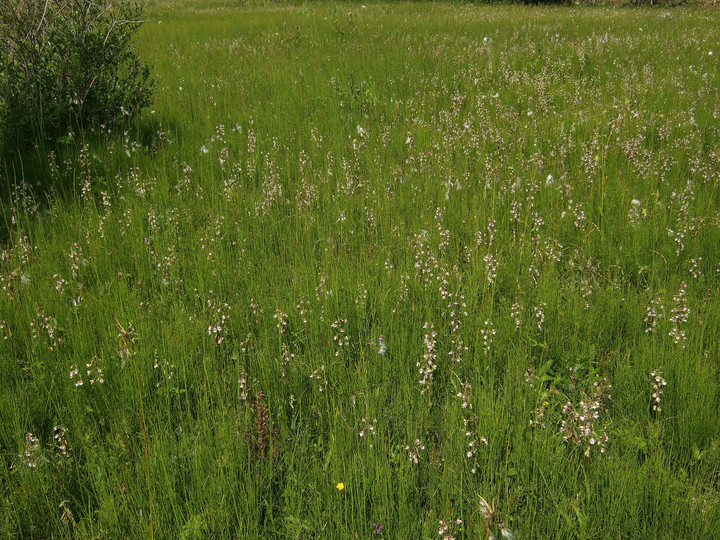 Epipactis palustris