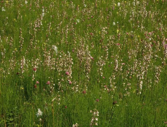 Epipactis palustris