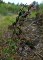 Epipactis helleborine