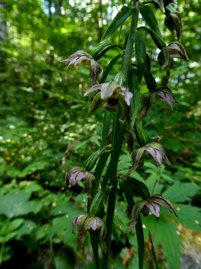 Epipactis helleborine