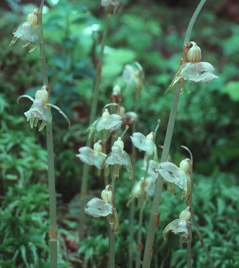 Epipogium aphyllum