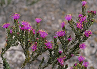 Eremaea purpurea