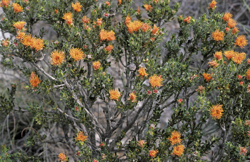 Eremaea asterocarpa