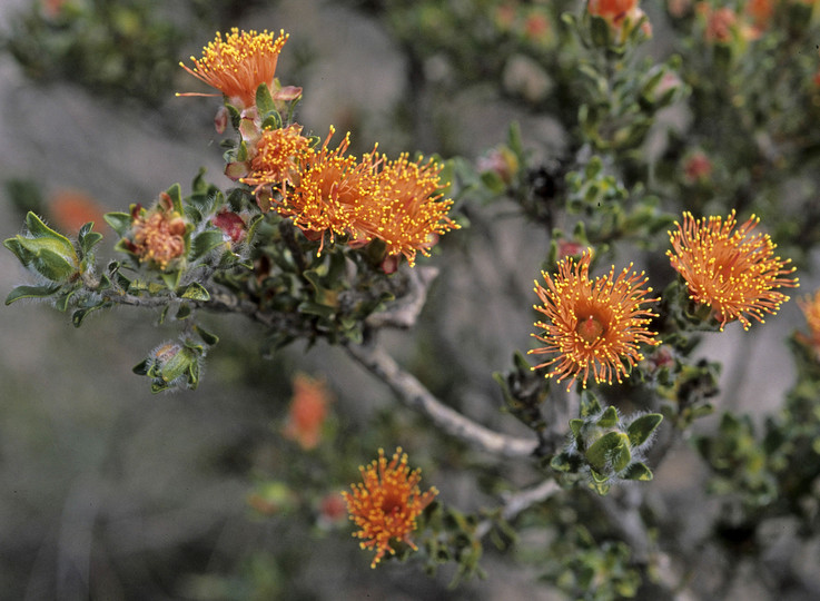 Eremaea asterocarpa