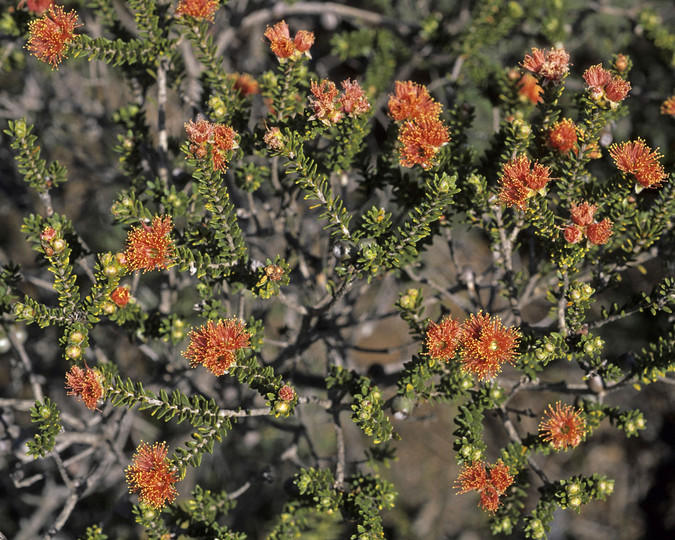 Eremaea brevifolia