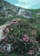 Rhodothamnus chamaecistus