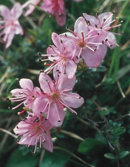 Rhodothamnus chamaecistus