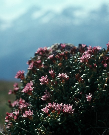 Loiseleuria procumbens