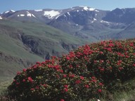 Rhododendron ferrugineum