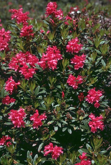 Rhododendron ferrugineum