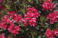 Rhododendron ferrugineum