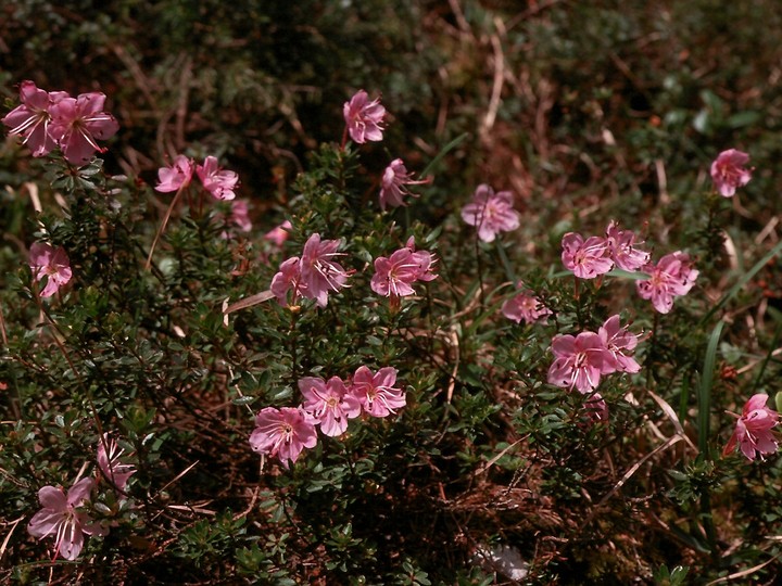 Rhodothamnus chamaecistus