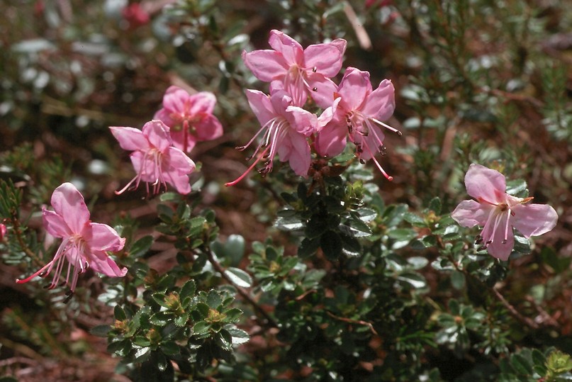 Rhodothamnus chamaecistus