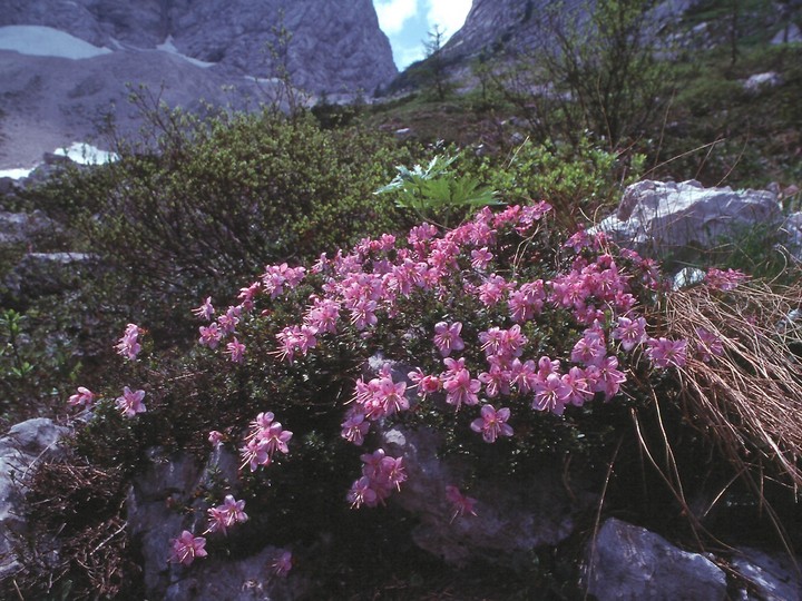 Rhodothamnus chamaecistus