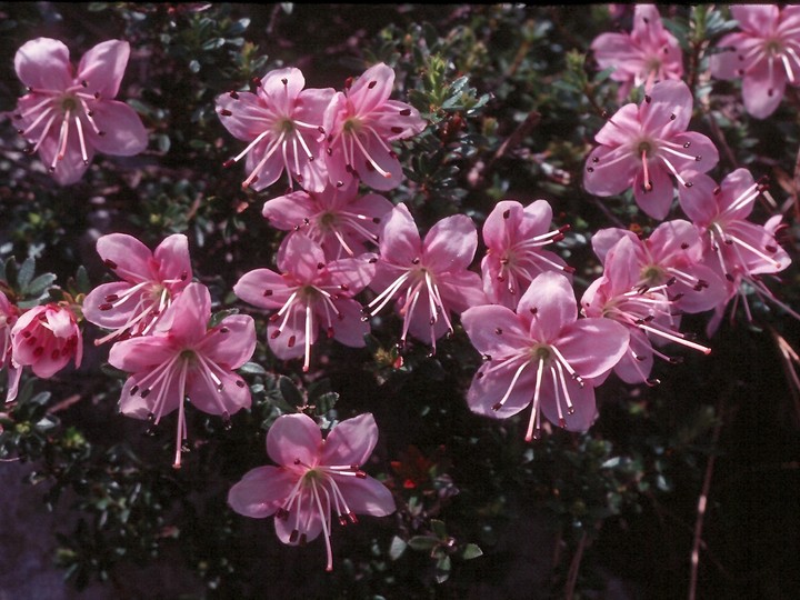 Rhodothamnus chamaecistus