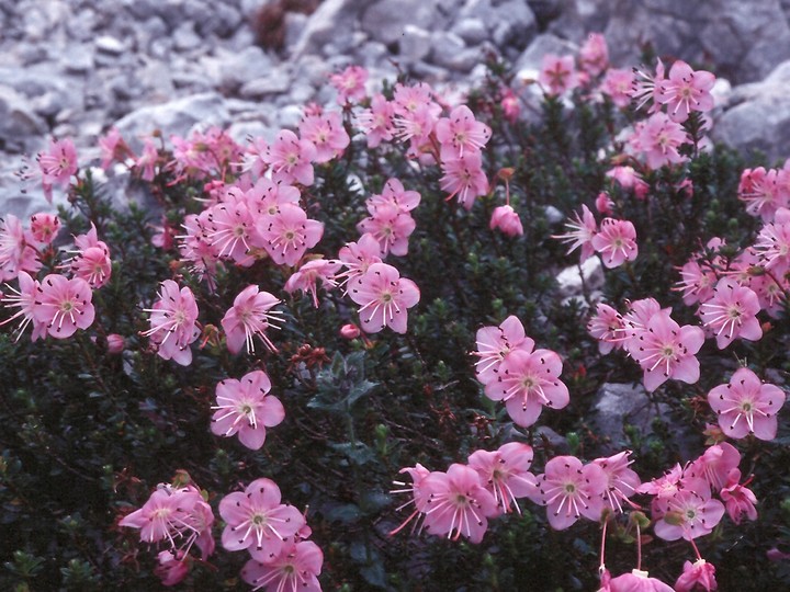 Rhodothamnus chamaecistus