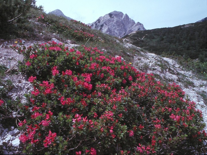 Rhododendron hirsutum