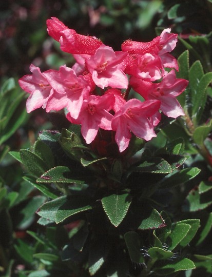 Rhododendron hirsutum