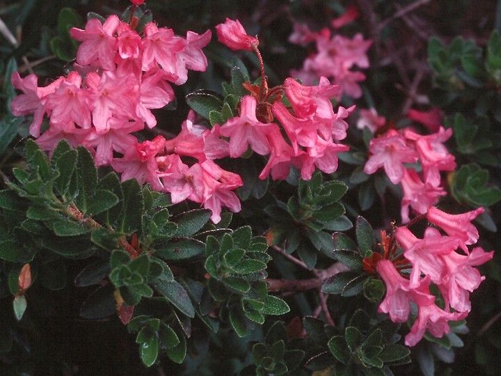 Rhododendron hirsutum