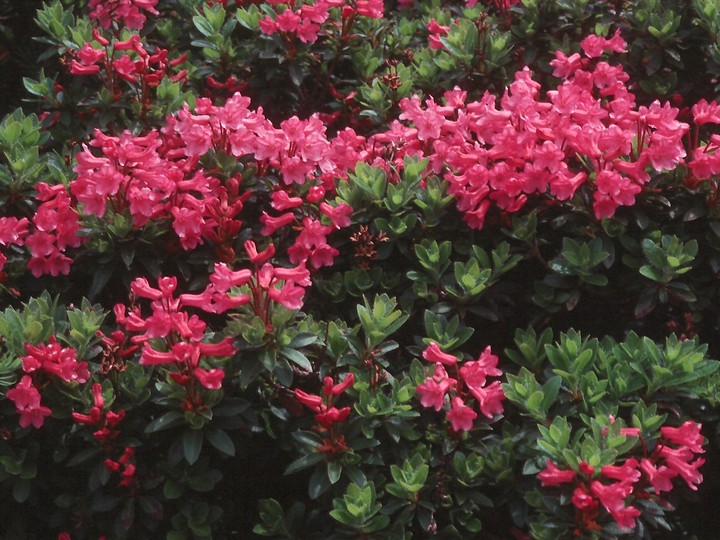 Rhododendron hirsutum