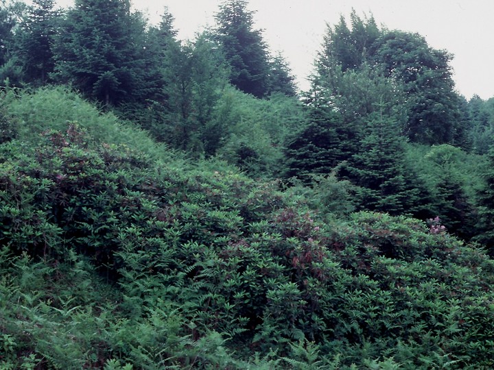 Rhododendron ponticum