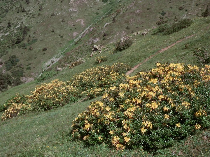 Azalea pontica