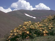 Azalea pontica