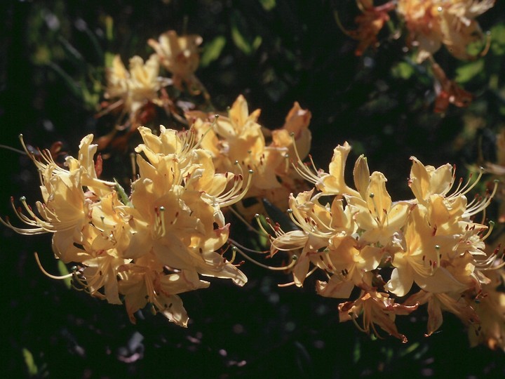 Azalea pontica