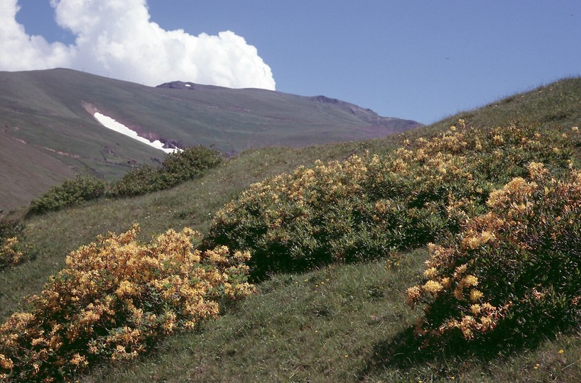 Azalea pontica