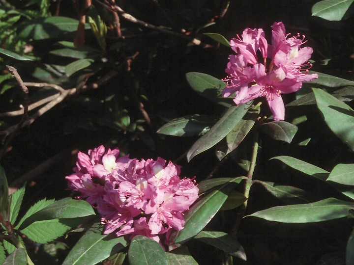 Rhododendron ponticum