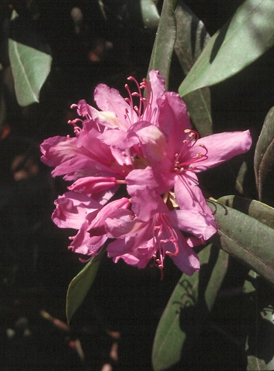 Rhododendron ponticum