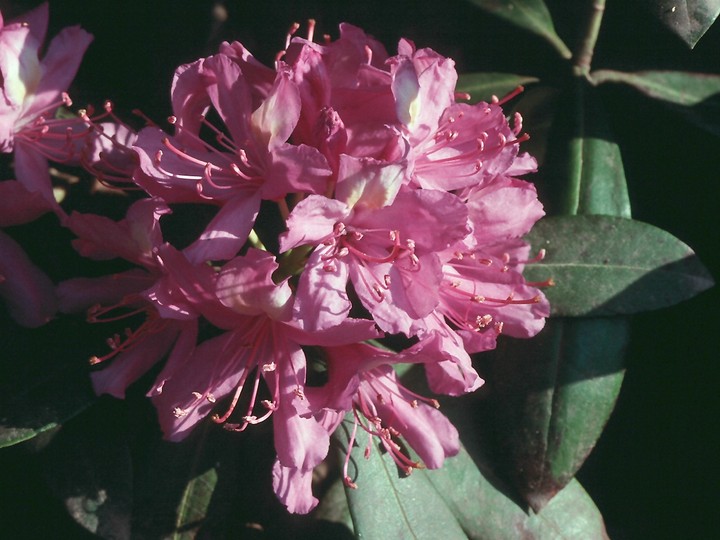 Rhododendron ponticum