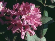 Rhododendron ponticum