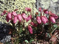 Phyllodoce caerulea