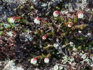 Cassiope hypnoides