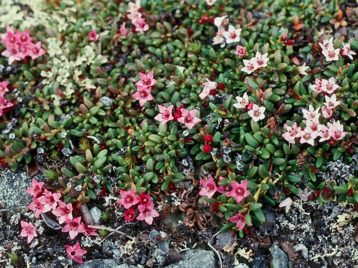 Loiseleuria procumbens