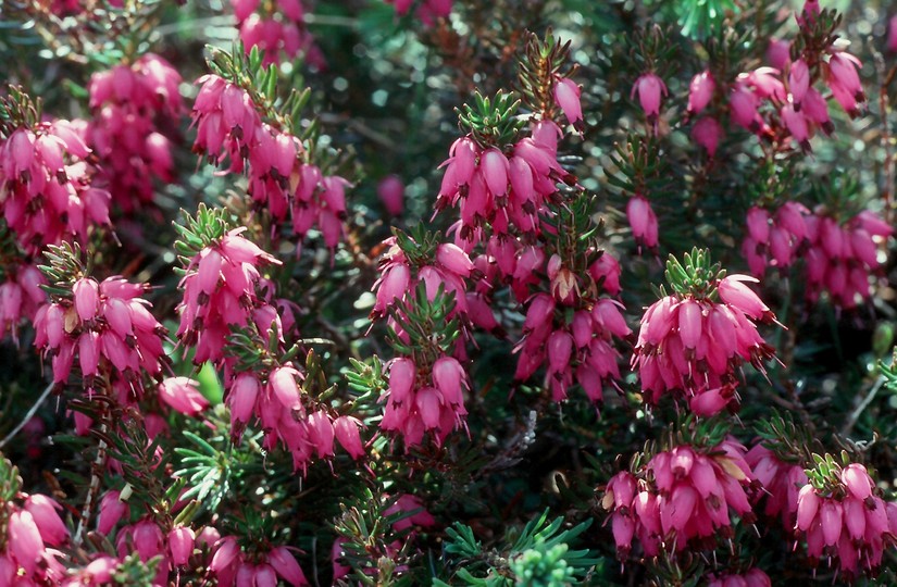 Erica carnea