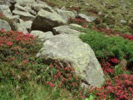 Rhododendron ferrugineum