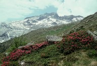 Rhododendron ferrugineum