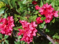 Rhododendron ferrugineum