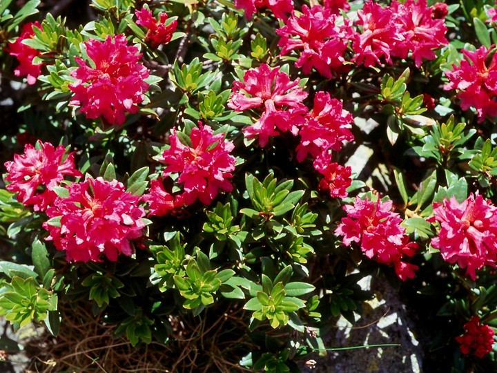 Rhododendron ferrugineum